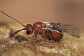 Attēlu rezultāti vaicājumam “Biorhiza pallida”