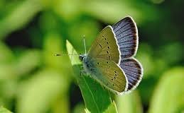 Attēlu rezultāti vaicājumam “Cyaniris semiargus underside”
