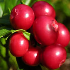 Attēlu rezultāti vaicājumam “Vaccinium vitis-idaea fruit”