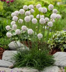 Image result for Grasnelke