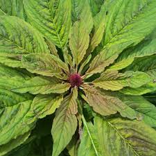 Attēlu rezultāti vaicājumam “Amaranthaceae”