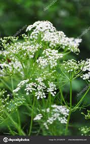 Attēlu rezultāti vaicājumam “Carum carvi”