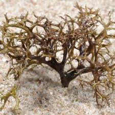 Attēlu rezultāti vaicājumam “Cetraria aculeata”