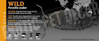 Attēlu rezultāti vaicājumam “Porcellio scaber”