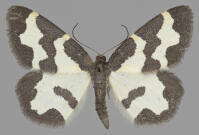 Attēlu rezultāti vaicājumam “Lomaspilis marginata”