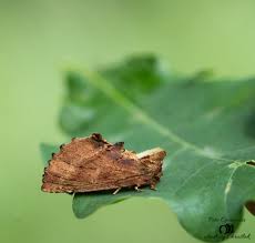 Attēlu rezultāti vaicājumam “Ptilodon capucina”