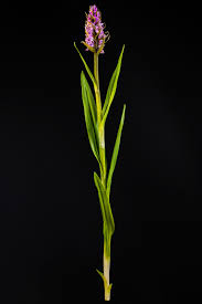 Attēlu rezultāti vaicājumam “Dactylorhiza incarnata leaf”