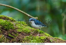 Image result for Luscinia cyane