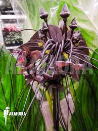 Image result for Tacca chantrieri