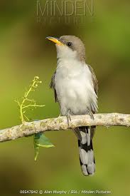 Image result for Coccyzus americanus