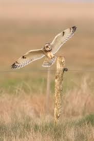 Attēlu rezultāti vaicājumam “Asio flammeus”