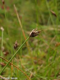 Attēlu rezultāti vaicājumam “Eleocharis quinqueflora”