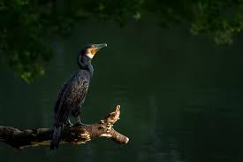 Attēlu rezultāti vaicājumam “Phalacrocorax carbo”