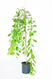 Attēlu rezultāti vaicājumam “Salix caprea”