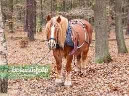 Attēlu rezultāti vaicājumam “Equus ferus caballus”