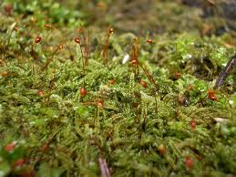 Attēlu rezultāti vaicājumam “Sciuro-hypnum curtum sporophyte”