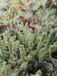 Attēlu rezultāti vaicājumam “Cladonia squamosa”