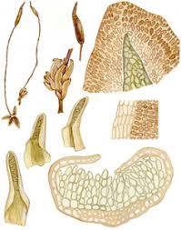 Attēlu rezultāti vaicājumam “Aloina rigida”