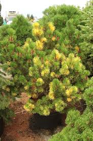 Attēlu rezultāti vaicājumam “Pinus mugo”