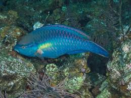 Image result for Scarus taeniopterus