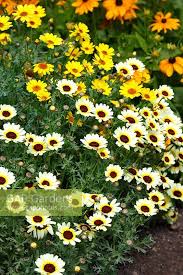 Image result for Chrysanthemum segetum