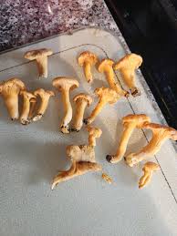 Attēlu rezultāti vaicājumam “Hygrophoropsis aurantiaca”