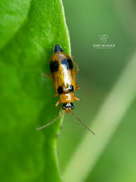 Attēlu rezultāti vaicājumam “Phyllobrotica quadrimaculata”