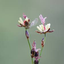 Attēlu rezultāti vaicājumam “Juncus gerardii bud”
