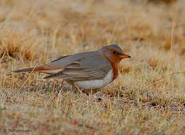 Image result for Turdus ruficollis