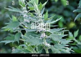 Attēlu rezultāti vaicājumam “Leonurus quinquelobatus leaf”