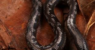 Attēlu rezultāti vaicājumam “Aphodius subterraneus imago”