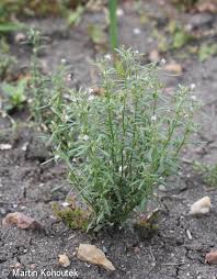 Attēlu rezultāti vaicājumam “Microrrhinum minus flower”
