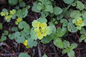 Attēlu rezultāti vaicājumam “Chrysosplenium alternifolium flower”
