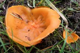 Attēlu rezultāti vaicājumam “Aleuria aurantia”