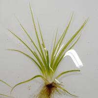 Attēlu rezultāti vaicājumam “Isoetaceae”