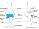 Elbow Anatomy: Bones and other structures.
