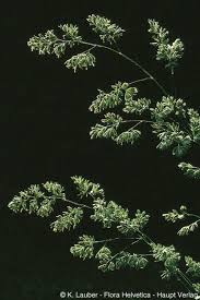 Attēlu rezultāti vaicājumam “Dactylis polygama”