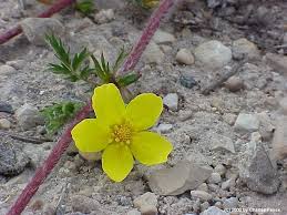 Attēlu rezultāti vaicājumam “Argentina anserina leaf”