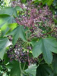 Attēlu rezultāti vaicājumam “Kalopanax septemlobus fruit”