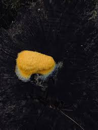 Attēlu rezultāti vaicājumam “Pycnoporellus alboluteus”