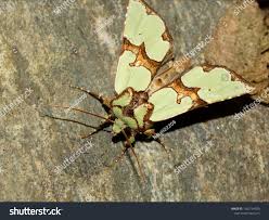 Attēlu rezultāti vaicājumam “Staurophora celsia”