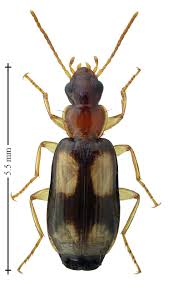 Attēlu rezultāti vaicājumam “Calodromius spilotus”