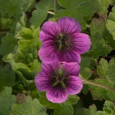 Image result for Geranium `Purple Haze`