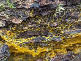 Attēlu rezultāti vaicājumam “Badhamia utricularis young”