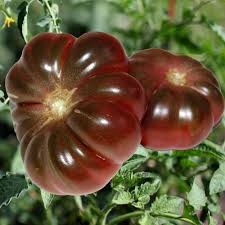 Afbeeldingsresultaat voor purple calabash tomato