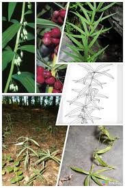 Attēlu rezultāti vaicājumam “Polygonatum verticillatum fruit”