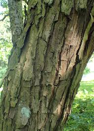 Attēlu rezultāti vaicājumam “Crataegus chlorosarca”