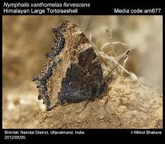 Attēlu rezultāti vaicājumam “Nymphalis xanthomelas upperside”