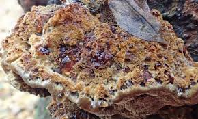 Attēlu rezultāti vaicājumam “Inonotus radiatus”