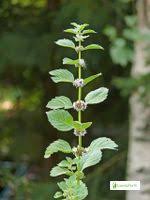 Attēlu rezultāti vaicājumam “Mentha x verticillata”